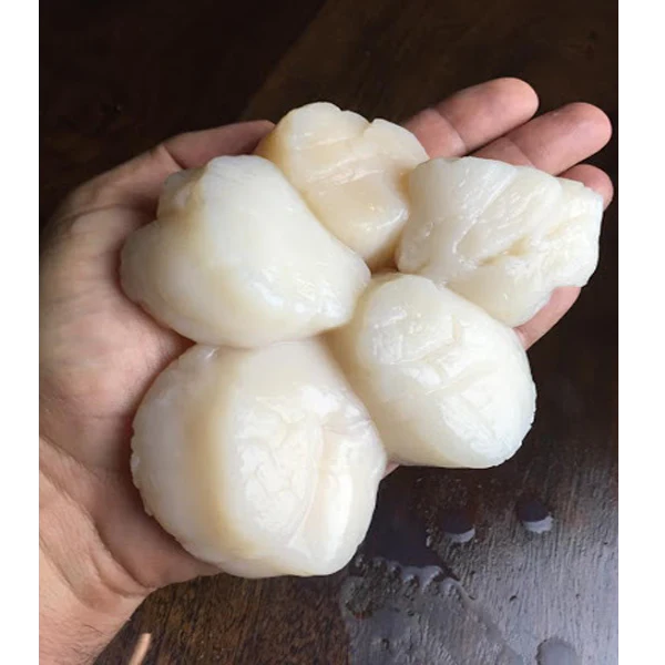 U10 Colossal Sea Scallops-DRY (20) & Wild Caught Argentina Shrimp (2lbs) Seafood Bundle!